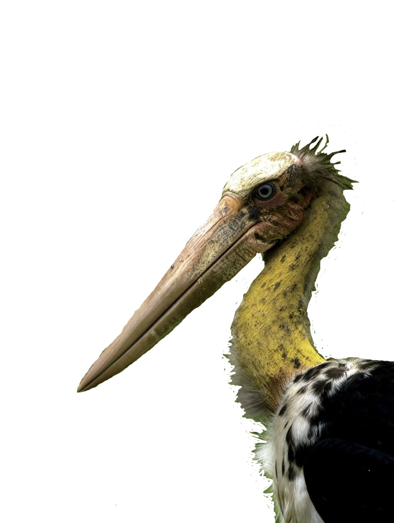 A marabou stork representing the wildlife research behind the series